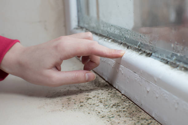 Best Emergency Mold Remediation  in Tonka Bay, MN